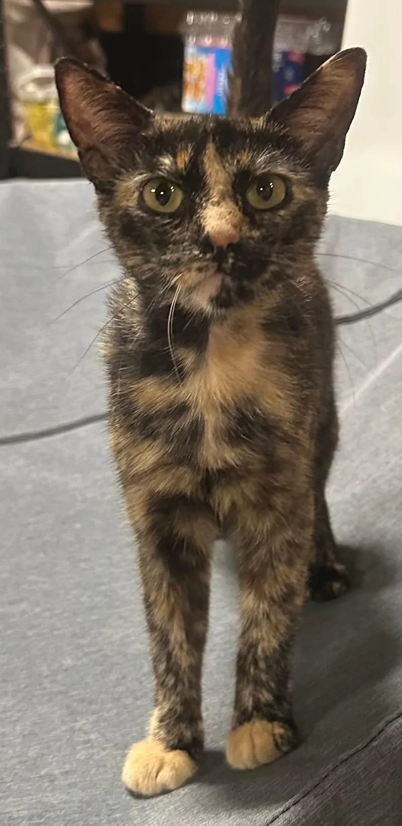 Cleo thumbnail 3