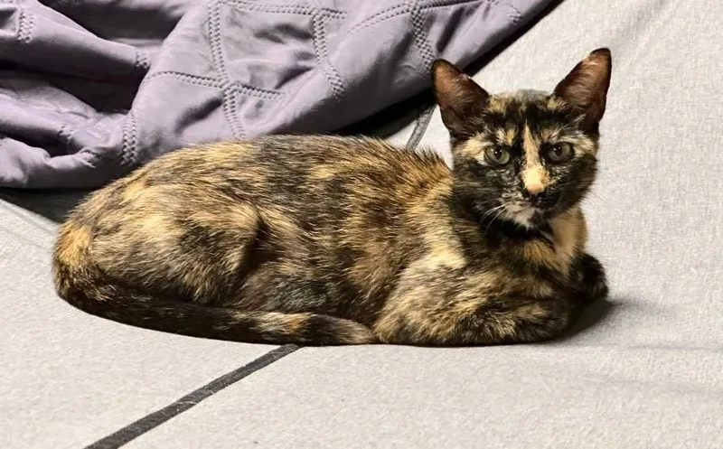 Cleo thumbnail 5