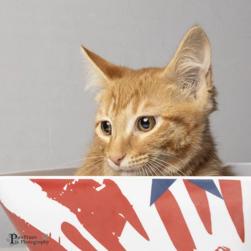 A young medium-sized female Orange / Red Domestic Medium Hair cat named Moana for adoption in Maryville, TN