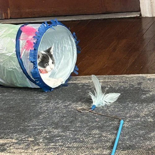 A baby small-sized female Domestic Short Hair cat named Charlie for adoption in Verona, NJ
