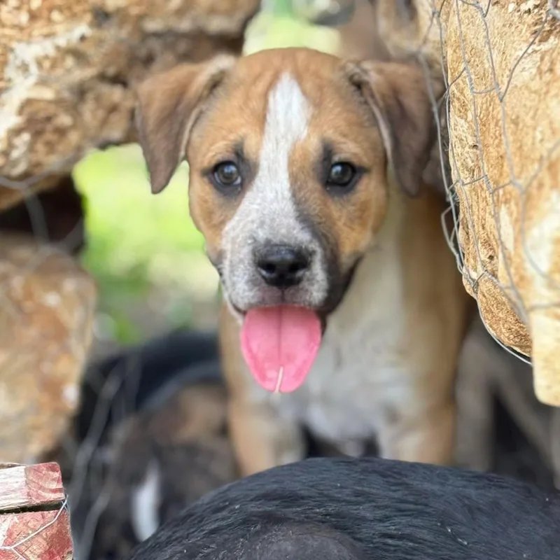 A baby medium-sized male Red / Chestnut / Orange Terrier dog named Luffy for adoption in San Antonio, TX