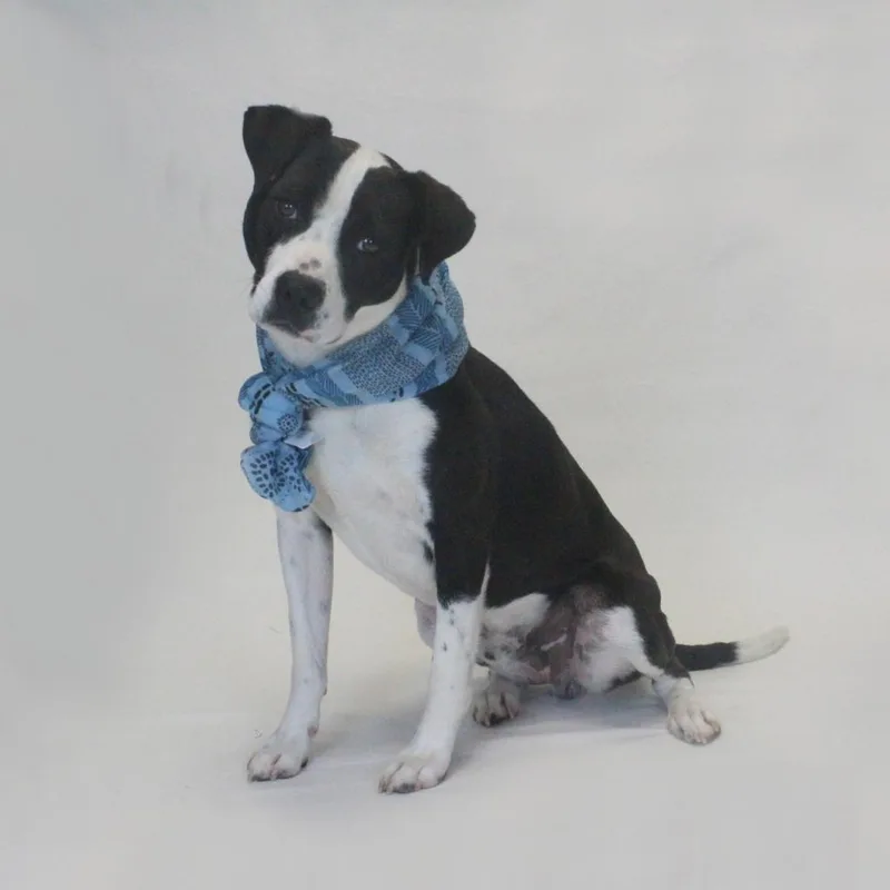 A senior medium-sized male Black Hound dog named Donny for adoption in Greenville, SC