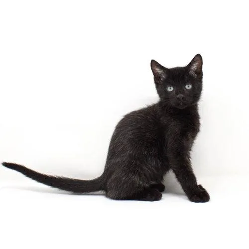 A baby medium-sized male Black Domestic Short Hair cat named Zaddius for adoption in Florence, AZ