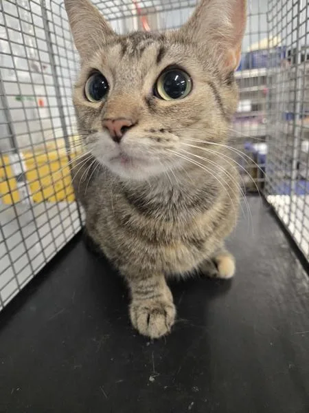 An adult small-sized female Domestic Short Hair cat named Fanta for adoption in Millersville, MD