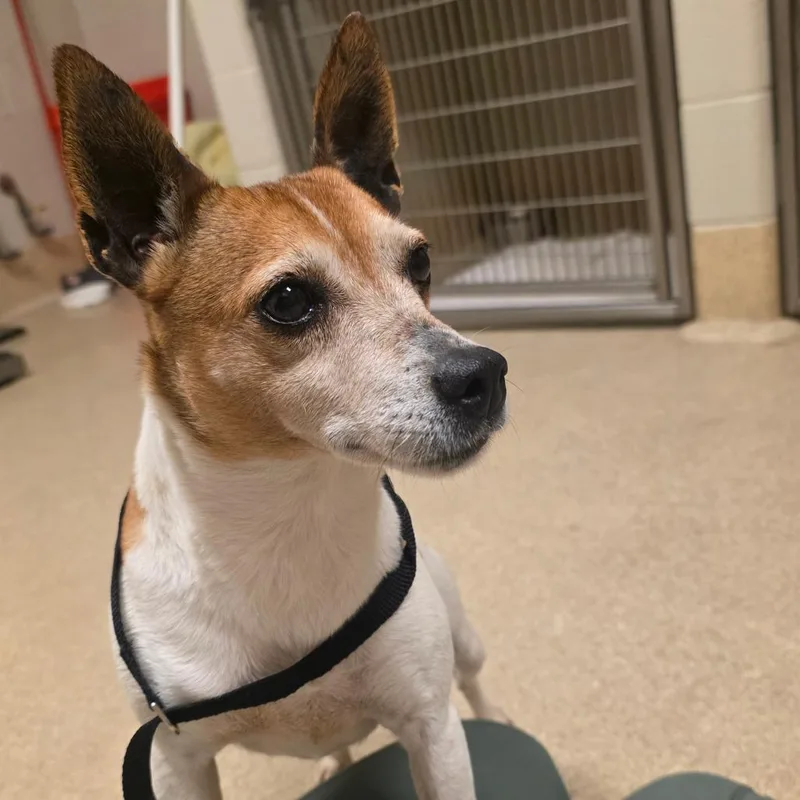 An adult small-sized female Yellow / Tan / Blond / Fawn Terrier dog named Lottie for adoption in Bristol, IN