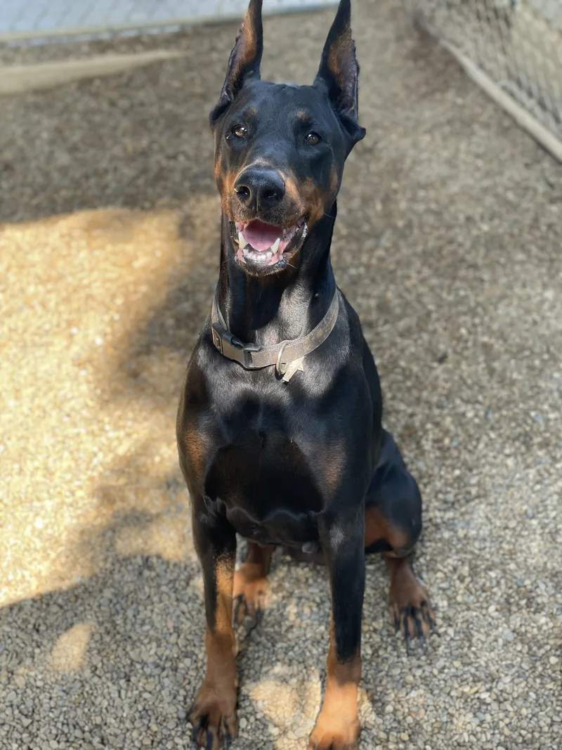An adult large-sized female Bicolor Doberman Pinscher dog named Revyn for adoption in Lacon, IL