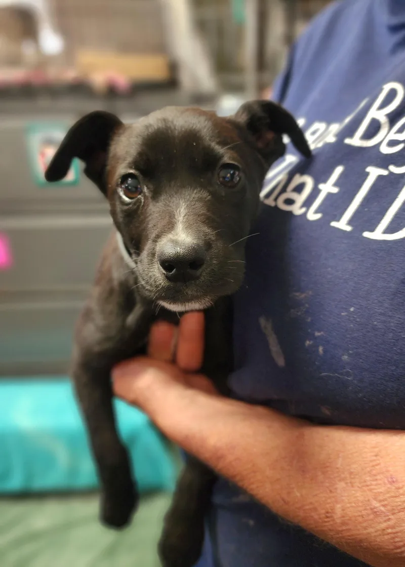 A baby medium-sized female Black Black Labrador Retriever dog named Sadie for adoption in Clinton, MO