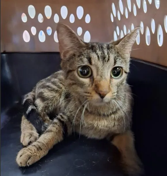 A young small-sized female Domestic Short Hair cat named Betty for adoption in Killeen, TX