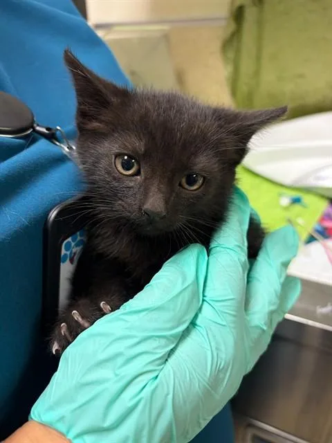 A baby small-sized male Domestic Short Hair cat named Luke for adoption in Riverside, CA