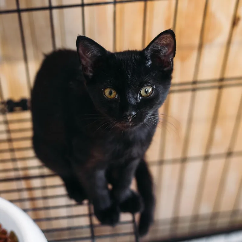 A baby small-sized male Domestic Short Hair cat named Sprite for adoption in Parrish, AL