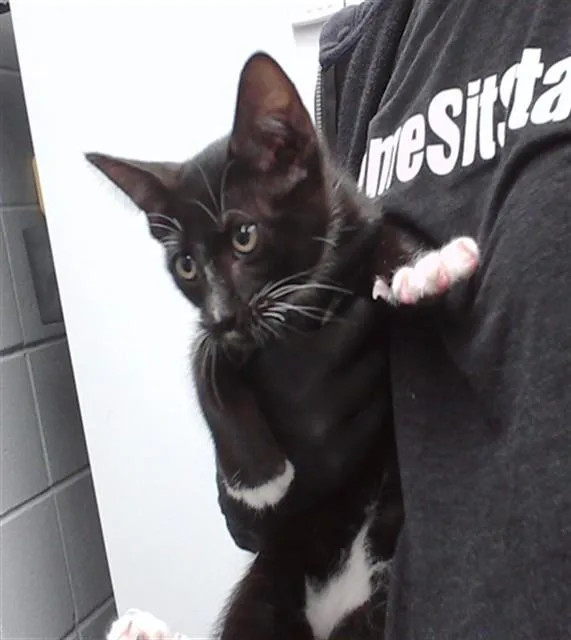 A baby medium-sized male Domestic Short Hair cat named Steve for adoption in Omaha, NE