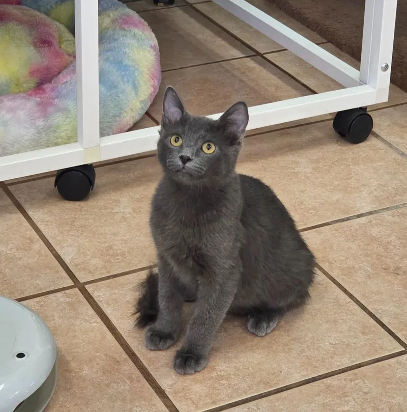 A baby medium-sized male Domestic Short Hair cat named Minestrone Ahs for adoption in Peoria, AZ