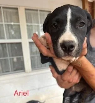 Ariel