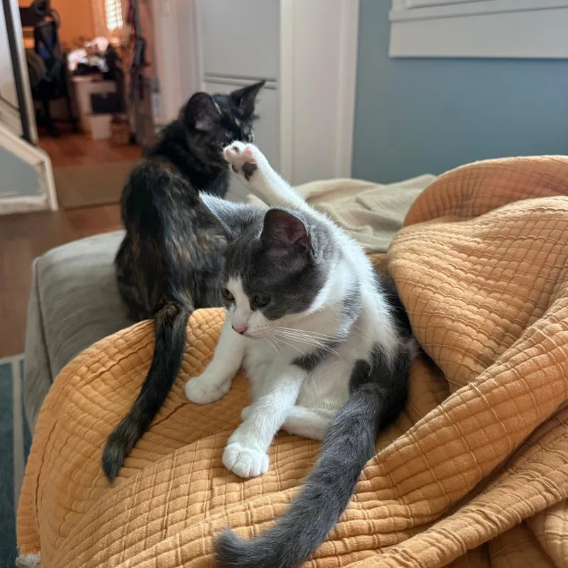 A baby small-sized female Gray / Blue / Silver Domestic Short Hair cat named Newt for adoption in PITTSBURGH, PA