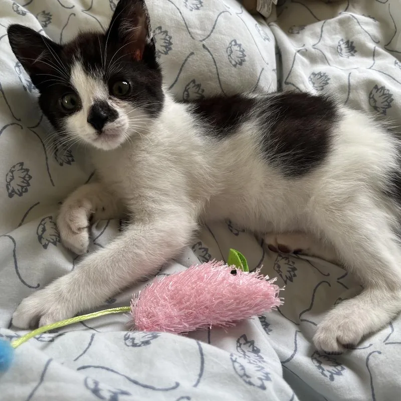 A baby small-sized male White Domestic Short Hair cat named Bobbi for adoption in Point Richmond, CA