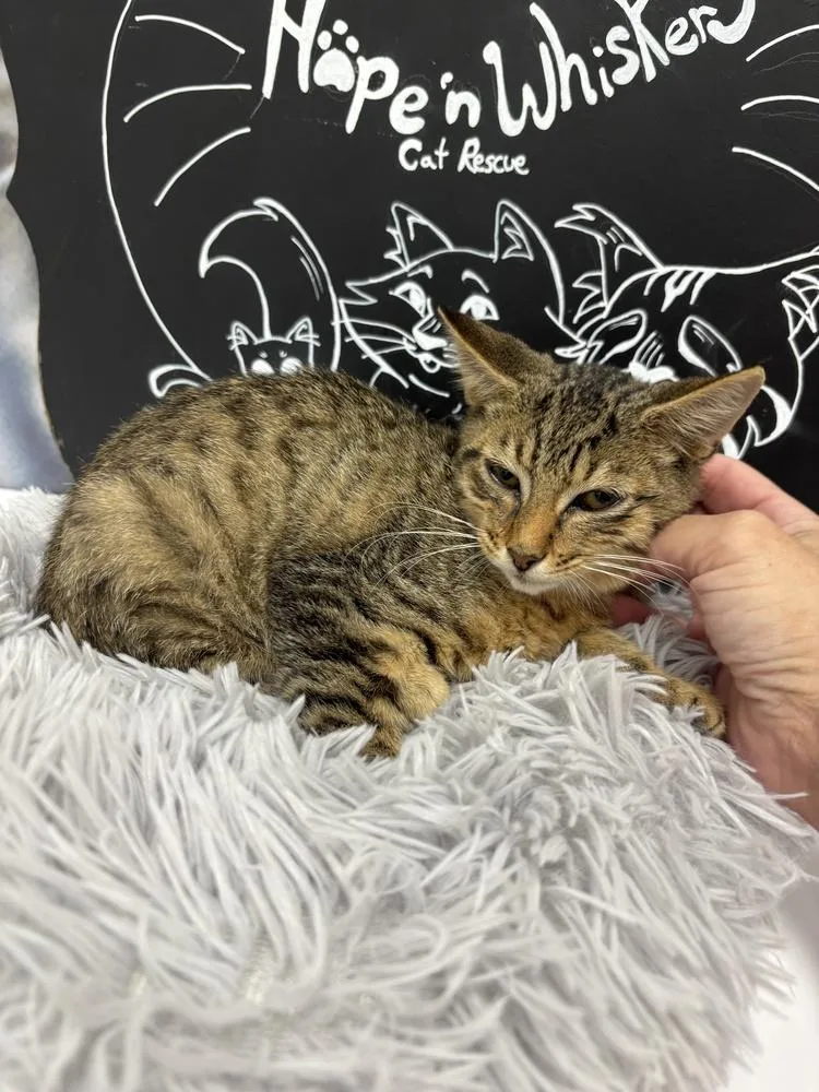 A baby small-sized male Domestic Short Hair cat named Tango for adoption in Deland, FL