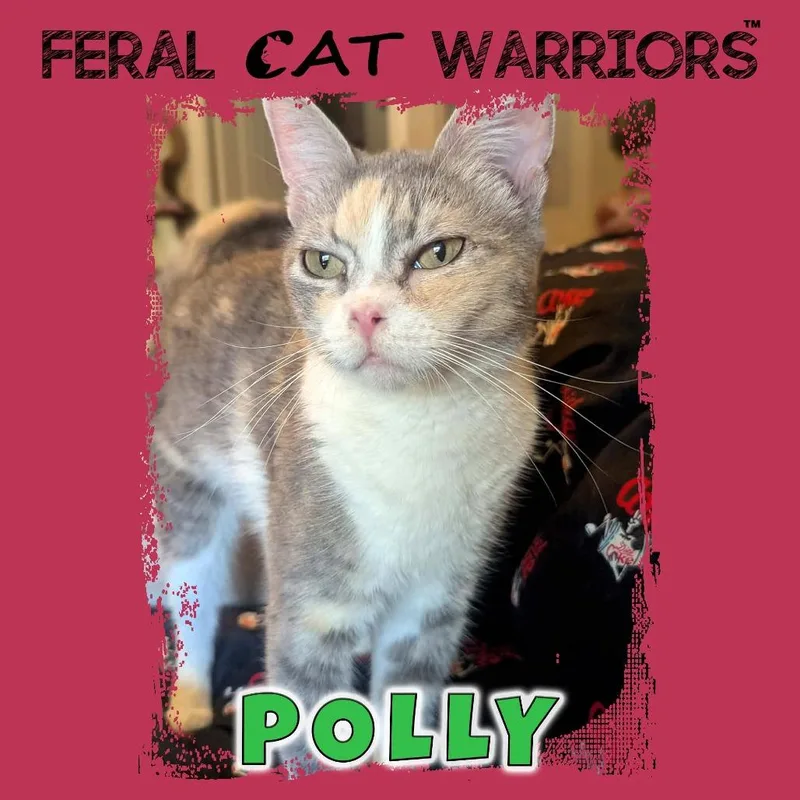 An adult medium-sized female Calico Domestic Short Hair cat named Polly for adoption in Kingman, AZ
