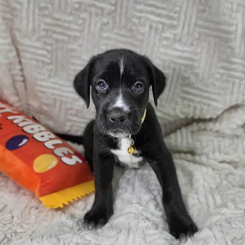 A baby medium-sized female Labrador Retriever dog named Kaia for adoption in Cleveland, TX