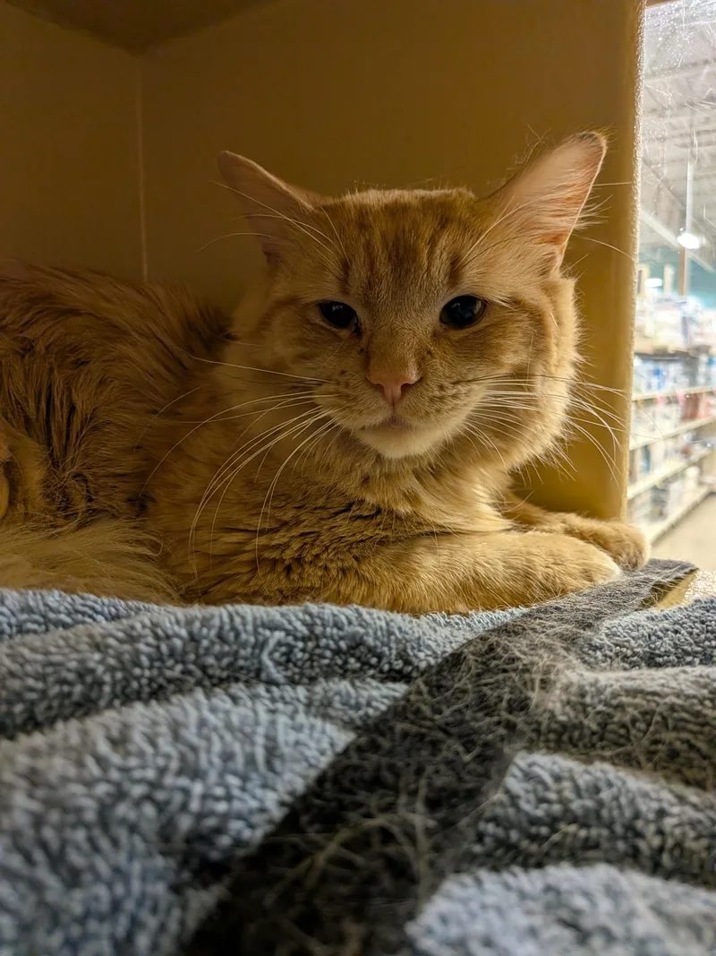 A young medium-sized male Orange & White Domestic Long Hair cat named Big Boy for adoption in Worcester, MA