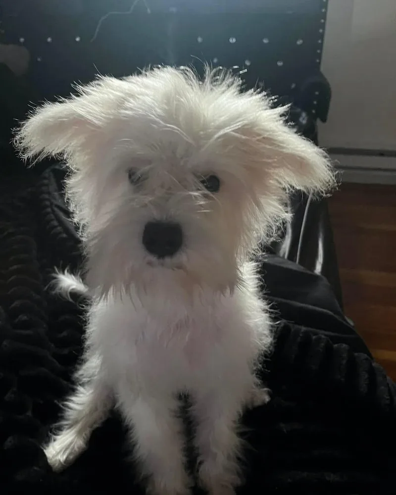 A baby small-sized male White / Cream Schnauzer dog named Toby for adoption in Winsted, CT