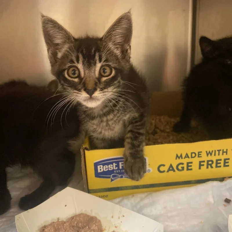 A baby small-sized male Brown / Chocolate Domestic Short Hair cat named Firestarter for adoption in Westminster, CA
