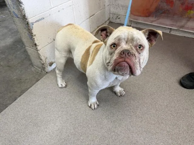 An adult medium-sized female English Bulldog dog named Queenie for adoption in San Bernardino, CA