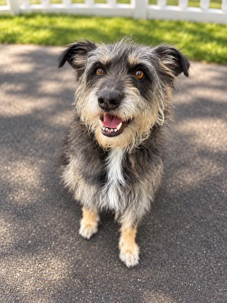 Ollie