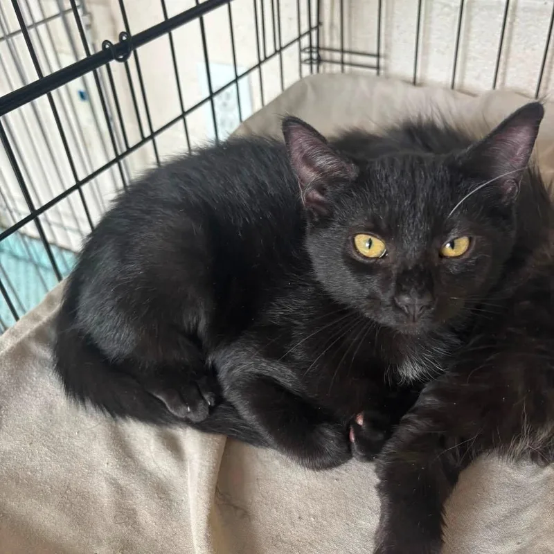 A baby small-sized female Black Domestic Short Hair cat named Lola for adoption in Waynesboro, PA
