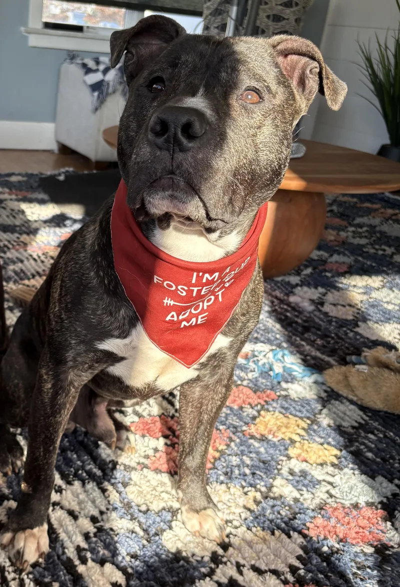 An adult medium-sized male Mixed Breed dog named Donnie Ronnie for adoption in Chelmsford, MA