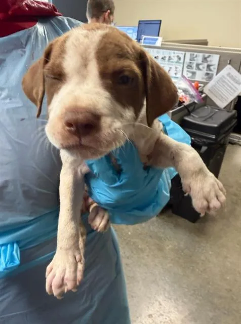 A baby small-sized male Pointer dog named Davy for adoption in San Antonio, TX