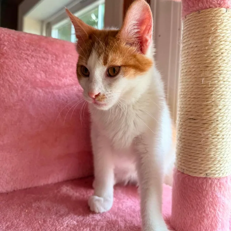 A young small-sized male White Domestic Short Hair cat named Cooper for adoption in Woodstock, VA