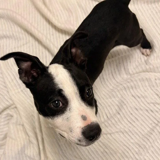 A baby large-sized female Pit Bull Terrier dog named Sparkle for adoption in Burlingame, CA