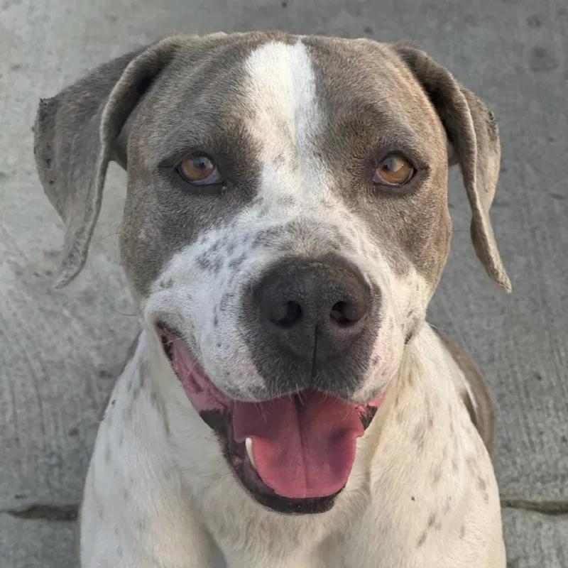 Themy  Gentle Velcro