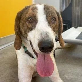 A young medium-sized male Yellow / Tan / Blond / Fawn Coonhound dog named Dakota for adoption in Fernandina Beach, FL