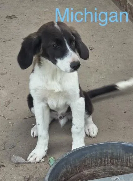A baby medium-sized male American Foxhound dog named Michigan for adoption in Welling, OK