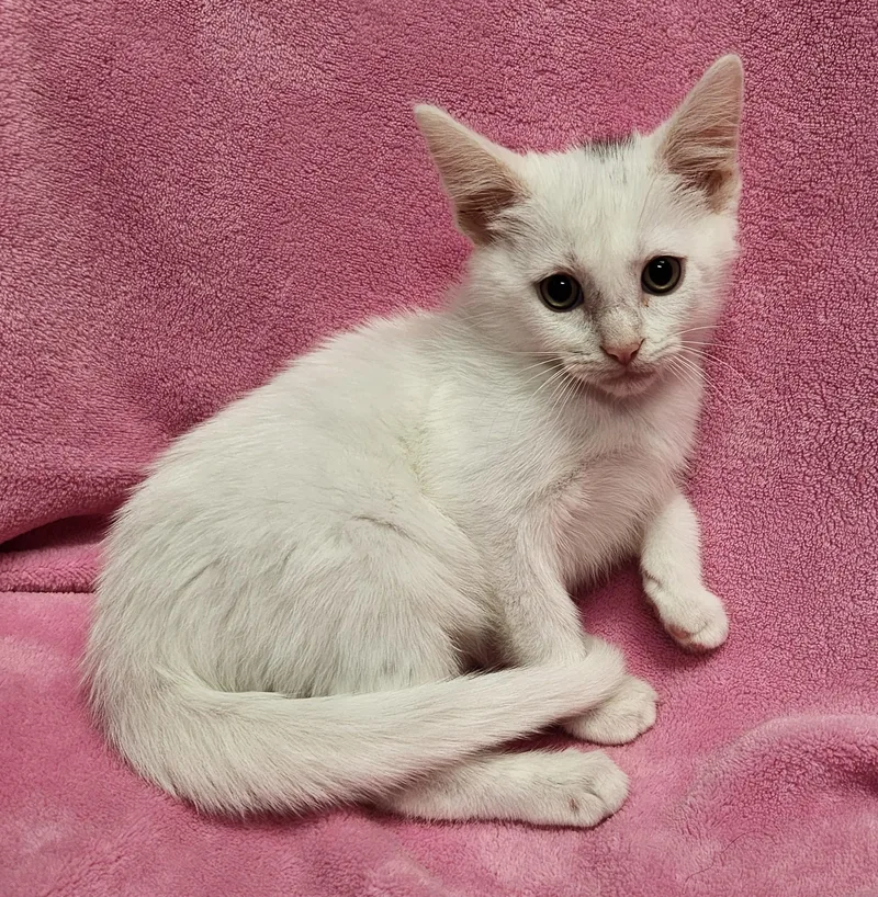 A baby medium-sized male White Domestic Short Hair cat named Felix for adoption in Siloam Springs, AR