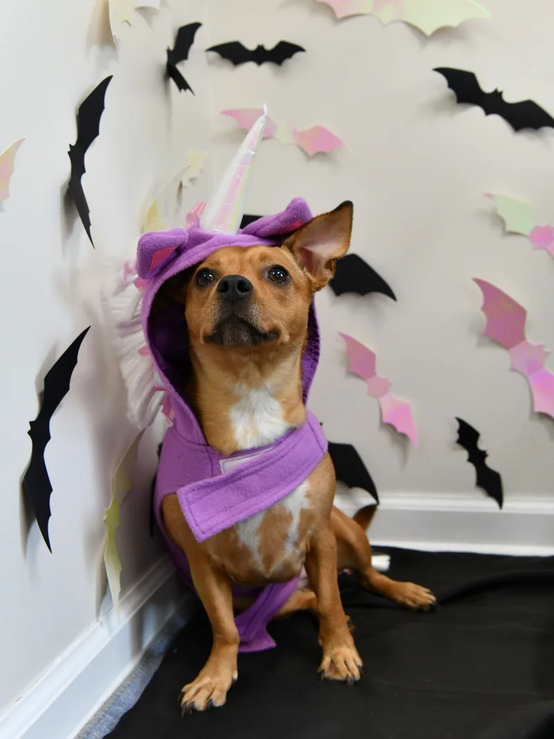 An adult small-sized female Golden Chihuahua dog named Lola for adoption in Fairhope, AL