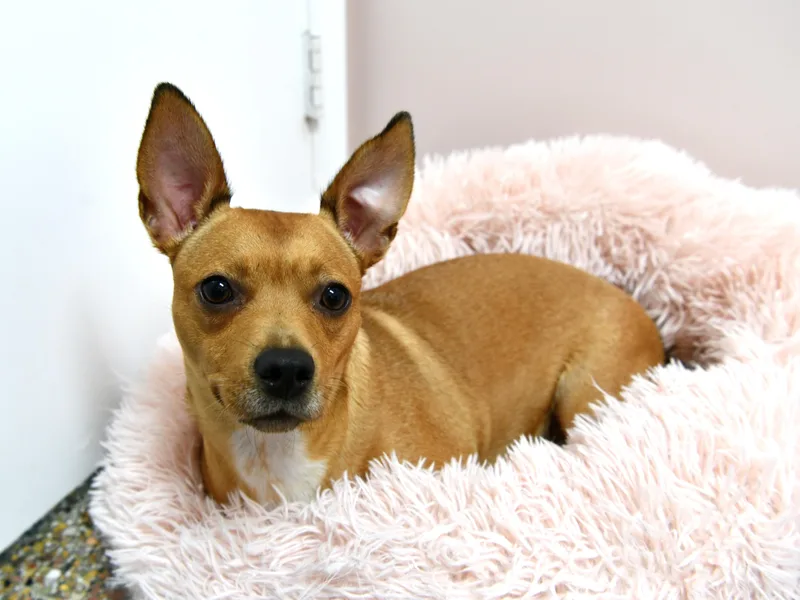 Lola thumbnail 2