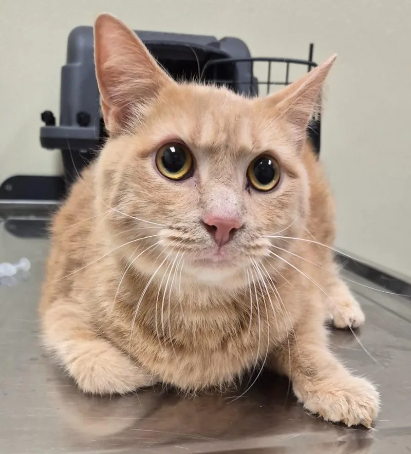 A young medium-sized male Domestic Short Hair cat named Phoenix for adoption in Christiansburg, VA