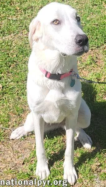 Lady In La  thumbnail 2