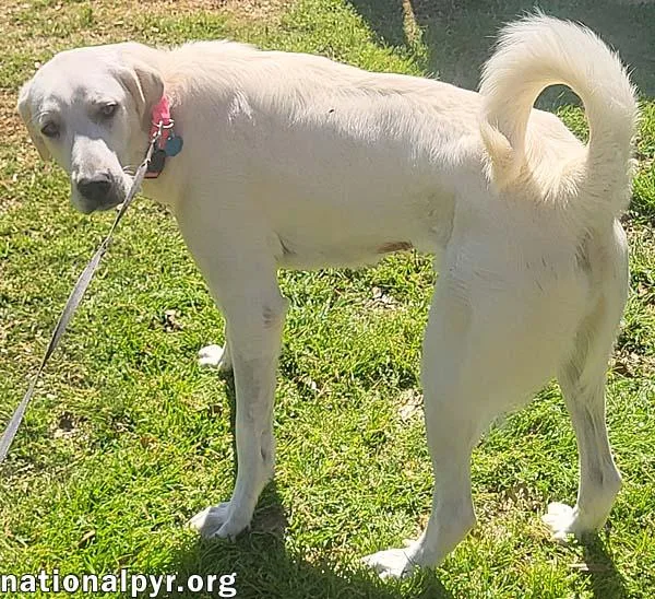 Lady In La  thumbnail 3