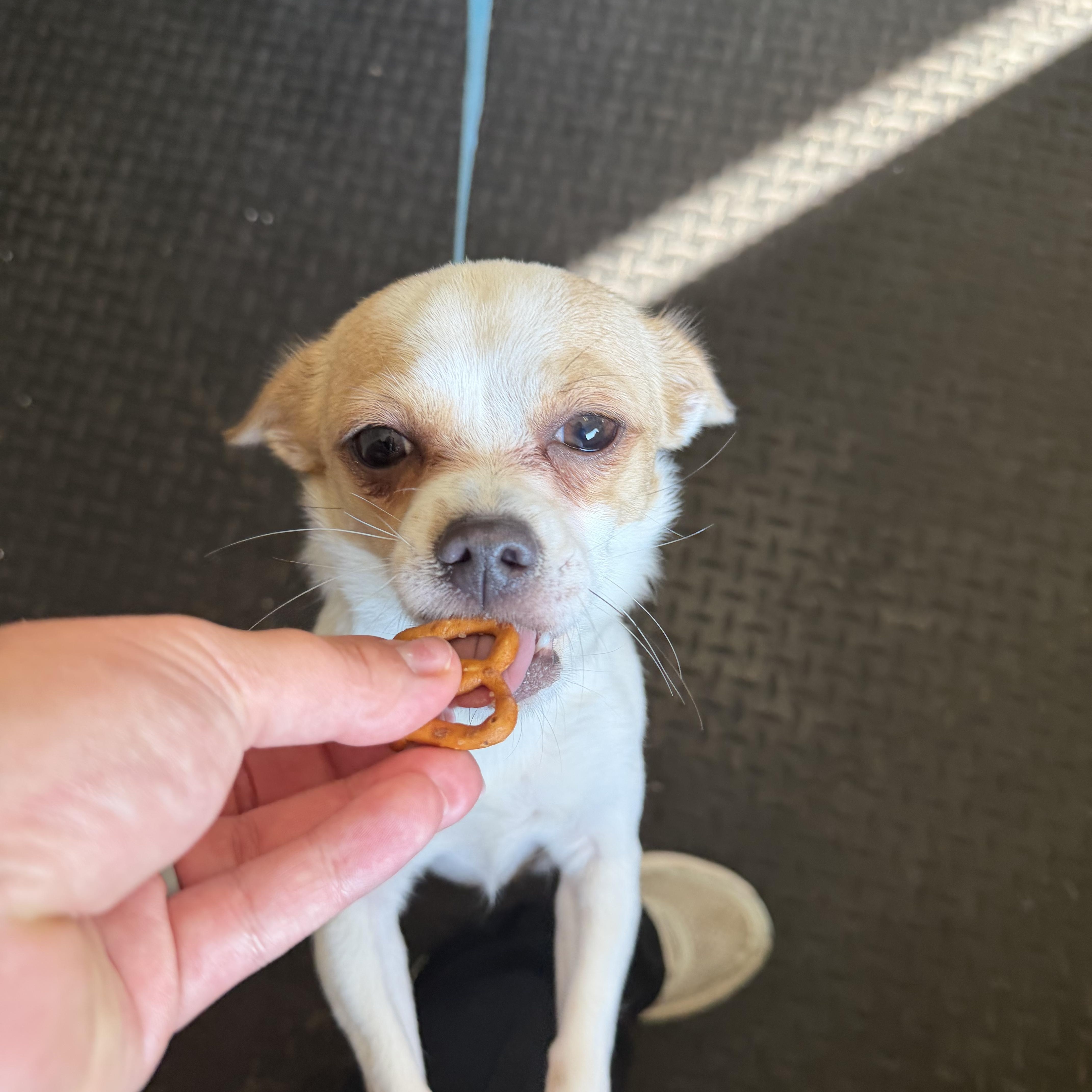 An adult small-sized female Apricot / Beige Chihuahua dog named Margot for adoption in Dodgeville, WI