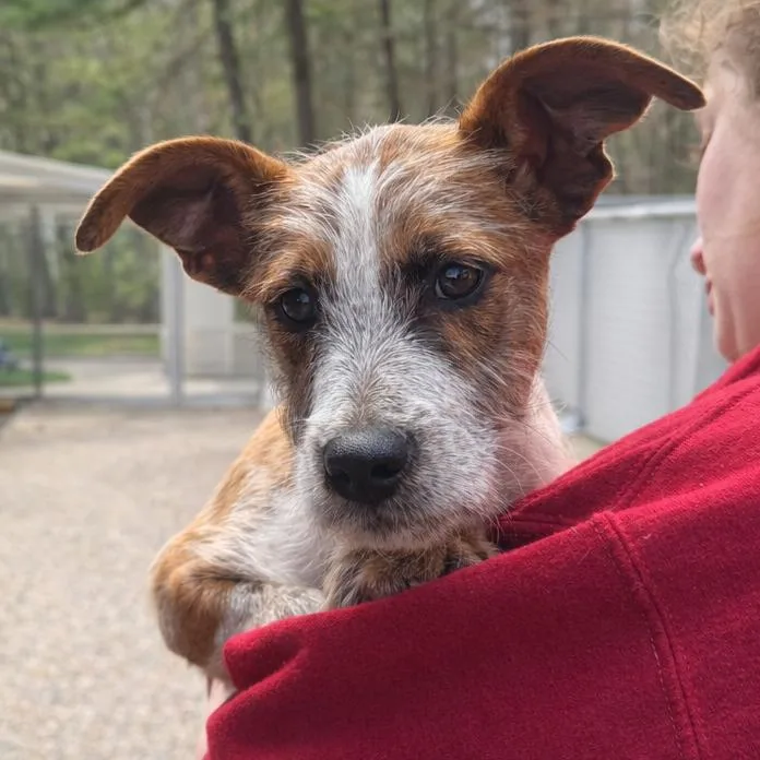 A baby small-sized male White / Cream Terrier dog named Tadashi for adoption in Hopkinton, MA