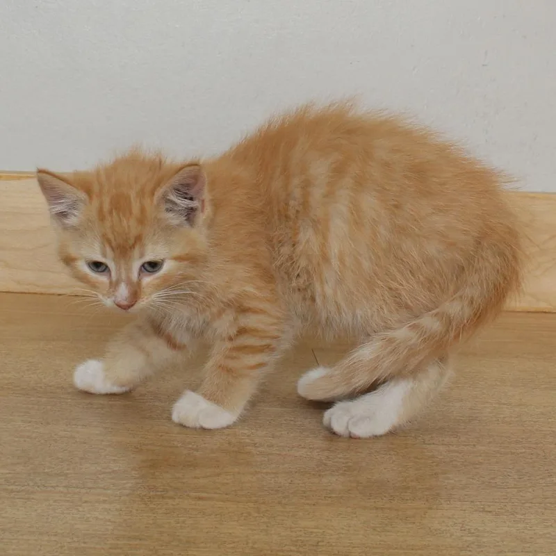 A baby small-sized male Orange / Red Domestic Short Hair cat named Charmander C for adoption in Minnetonka, MN