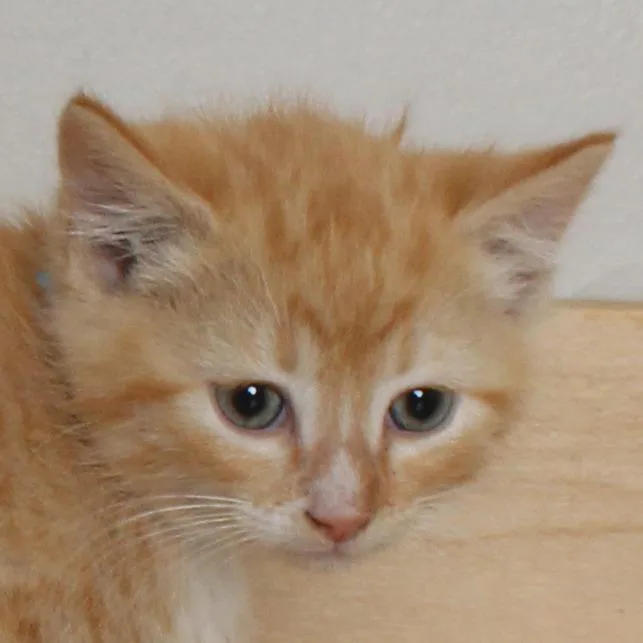 Charmander C thumbnail 2