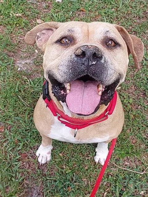 An adult large-sized female American Staffordshire Terrier dog named Skylar for adoption in Fort Lauderdale, FL