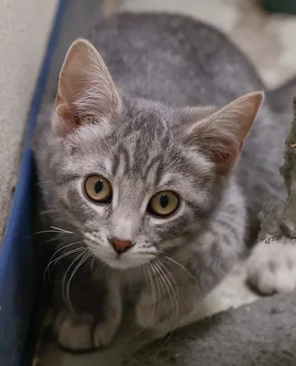 A baby small-sized female Domestic Short Hair cat named Jam for adoption in Baraboo, WI