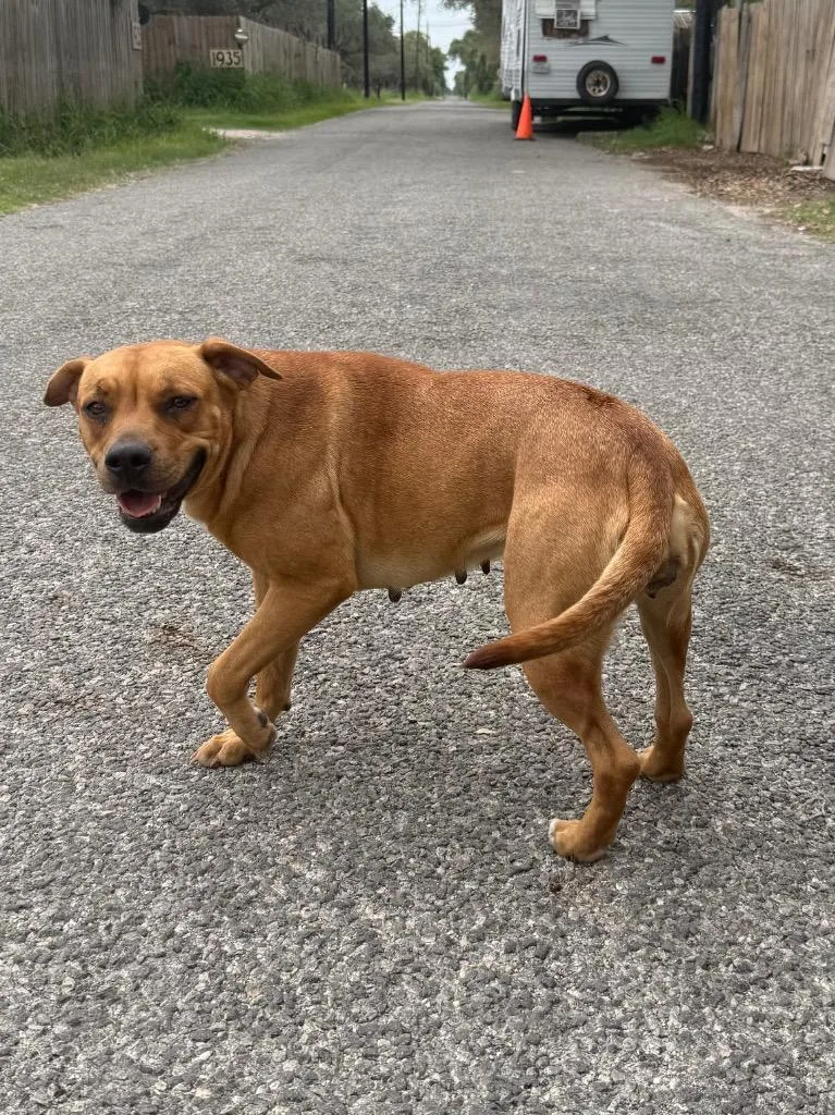 A young large-sized female American Staffordshire Terrier dog named Baby for adoption in Rockport, TX