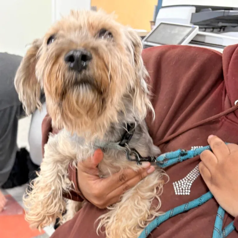 An adult small-sized male Gray / Blue / Silver Mixed Breed dog named Shadow Sham for adoption in Philadelphia, PA