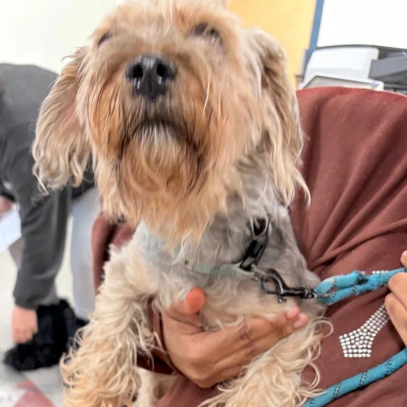 Shadow Sham thumbnail 2